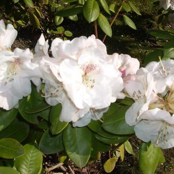 Rhododendron  'Gartendirektor Rieger'