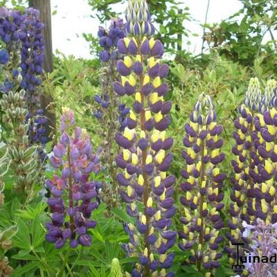 Lupinus WEST COUNTRY 'Manhattan Lights' - 