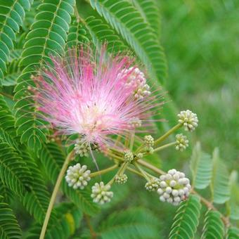 Albizia julibrissin