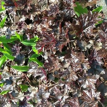 Heuchera 'Chocolate 'Ruffles'