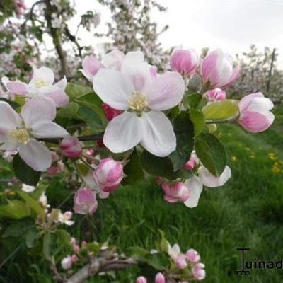 Malus domestica 'Jonagold' - 