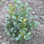 Leucothoe - 