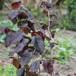 Corylus avellana 'Red Majestic' - Corylus avellana 'Red Majestic'