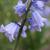 Hyacinthoides hispanica