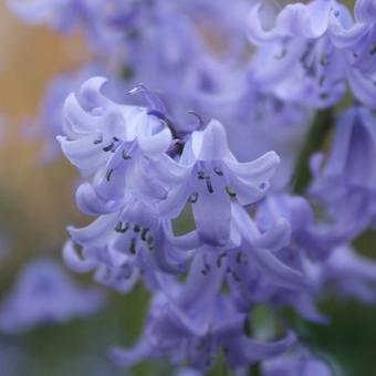 Hyacinthoides hispanica