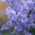 Hyacinthoides hispanica