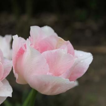 Tulipa 'Angelique'