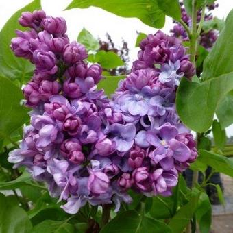 Syringa vulgaris 'Charles Joly'