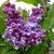 Syringa vulgaris 'Charles Joly'