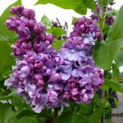 Syringa vulgaris 'Charles Joly' - 