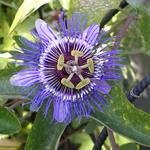 Passiflora caerulea 'Purple Haze' - Passiflora caerulea 'Purple Haze'