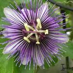 Passiflora 'Violetta' - 