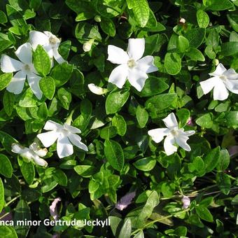 Vinca minor 'Gertrude Jekyll'