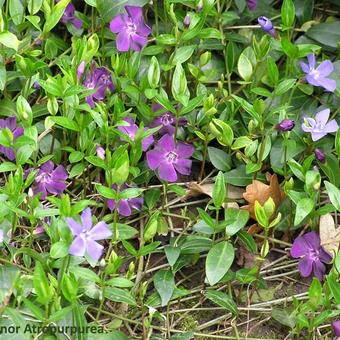 Vinca minor 'Atropurpurea'