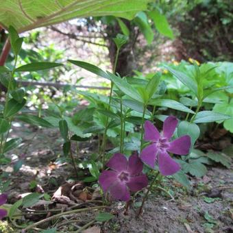 Vinca minor 'Atropurpurea'