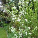 Malus domestica 'Golden delicious' - 