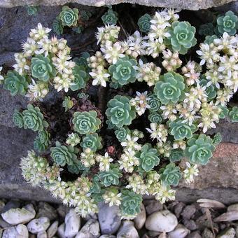 Sedum pachyclados