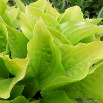 Hosta 'Boyz Toy'