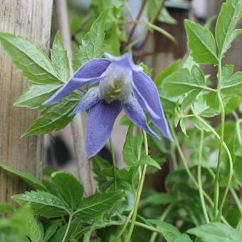 Clematis alpina 'Cyanea'