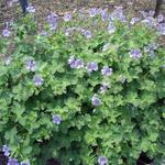 Geranium renardii 'Stephanie' - 