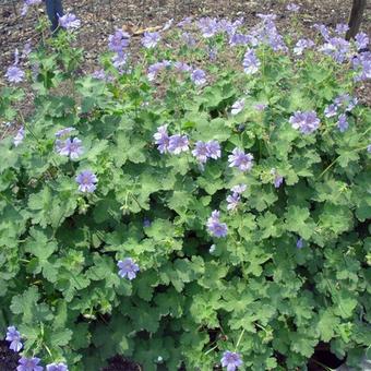 Geranium renardii 'Stephanie'