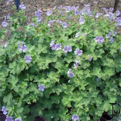 Geranium renardii 'Stephanie' - 