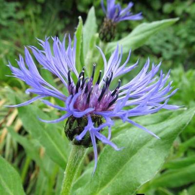 Centaurea montana - Berg-Flockenblume