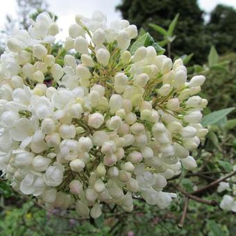 Viburnum 'Eskimo'