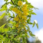 Laburnum - 