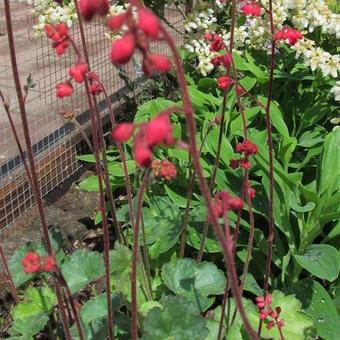 Heuchera sanguinea 'Ruby Bells'