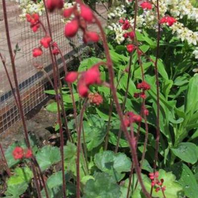 Heuchera sanguinea 'Ruby Bells' - Heuchera sanguinea 'Ruby Bells'