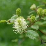 Fothergilla  - Federbuschsträucher