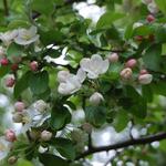 Malus 'Golden Hornet' - 