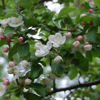 Malus 'Golden Hornet'