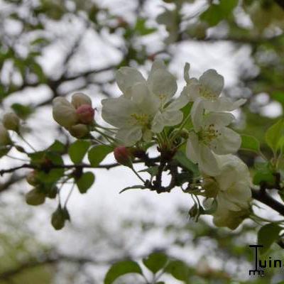 Malus 'Evereste' - Malus 'Evereste'