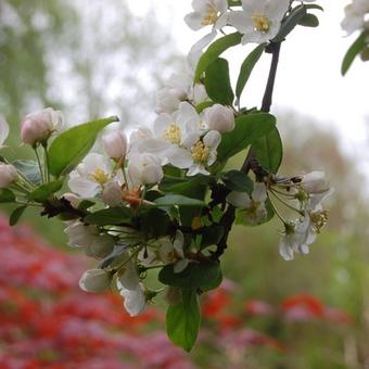 Malus 'Red Sentinel'