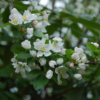 Malus 'Red Sentinel'