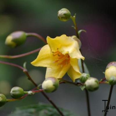 MELINET DU JAPON - Kirengeshoma palmata