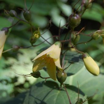 Kirengeshoma palmata