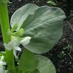 Vicia faba - Ackerbohne