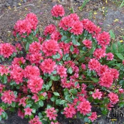 Rhododendron  'Hino-crimson' - 