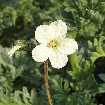 Erodium chrysanthum