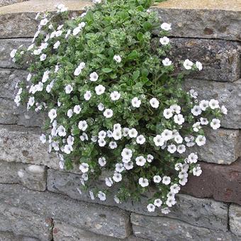 Gypsophila cerastioides