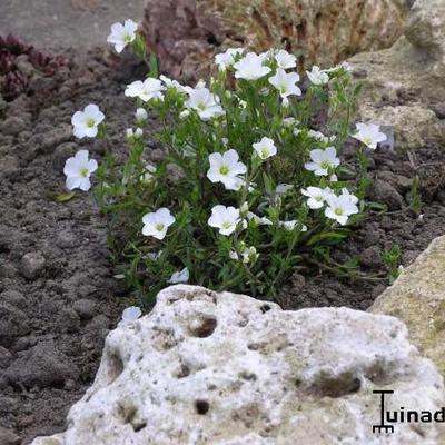 SABLINE, SABLINE DES MONTAGNES - Arenaria montana