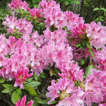 Rhododendron 'Cosmopolitan