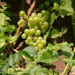 Vitis vinifera 'Vroege van der Laan' - 