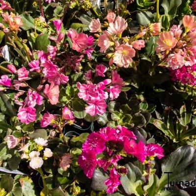 Lewisia cotyledon 'Regenbogen'