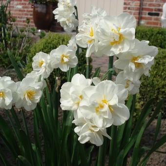 Narcissus tazetta 'Bridal Crown'