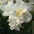 Narcissus tazetta 'Bridal Crown'