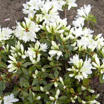 Rhododendron kiusianum 'Fago No Fugi'